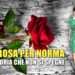 Una rosa per Norma: la memoria che non si spegne